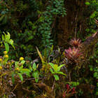 Guacamayos Trail