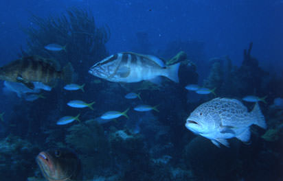 Guana