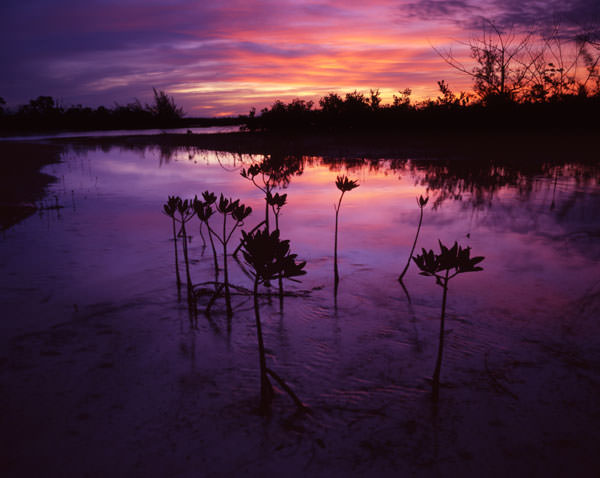 Guana Mangroves