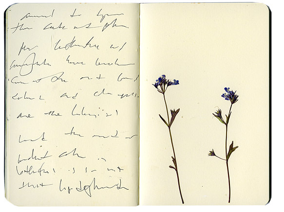 Blue flowers in sketchbook