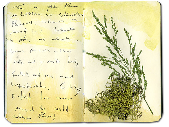 Moss and Grass in Moleskine Notebook