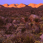 Western Mojave