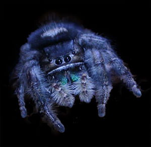 Jumping Spider