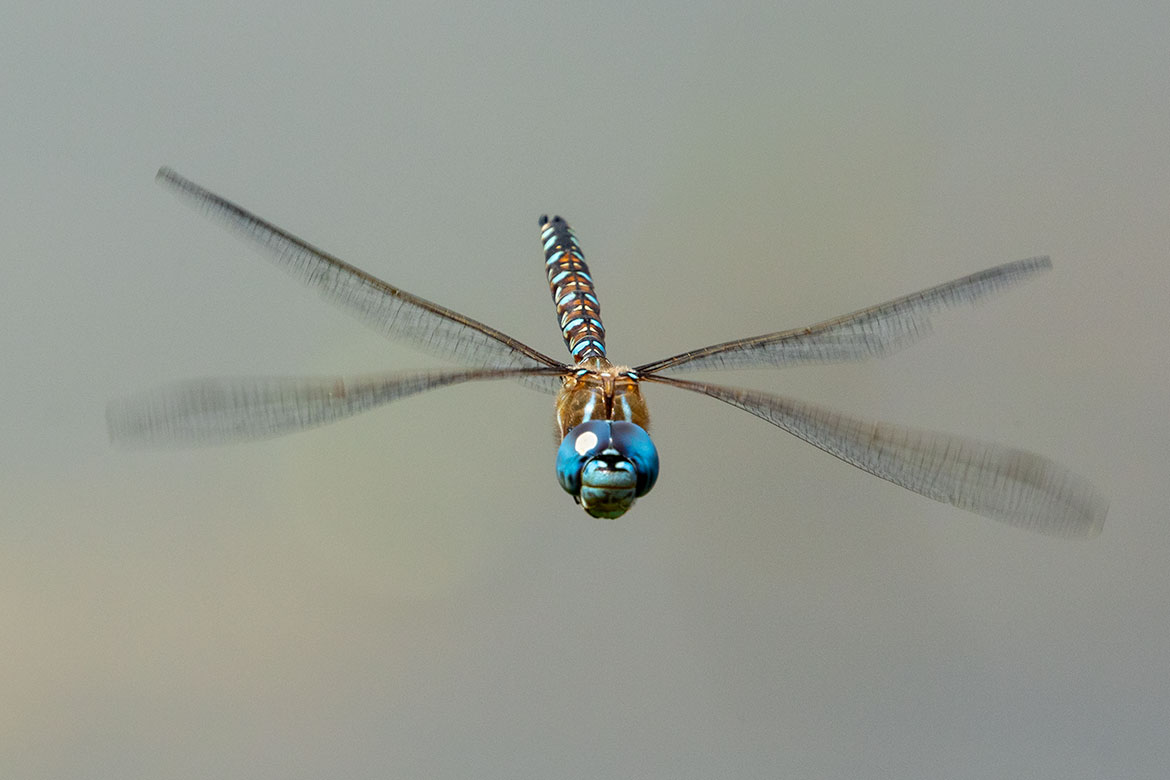 Lance-tipped Darner Dragonfly