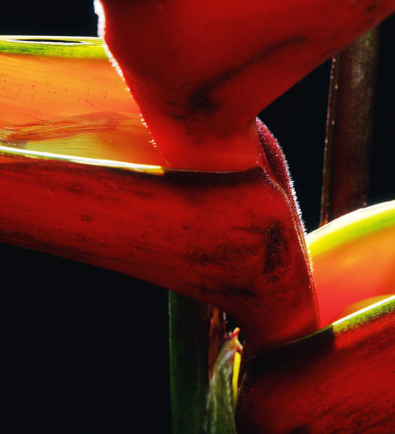 Lobster Claw Heliconia, an evolutionary link in the historical story of the Antilles.