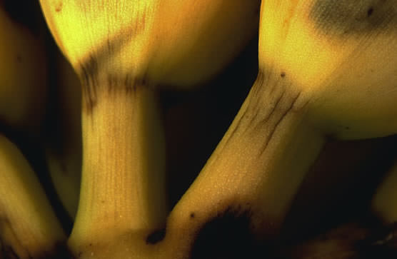 Matanza Bananas