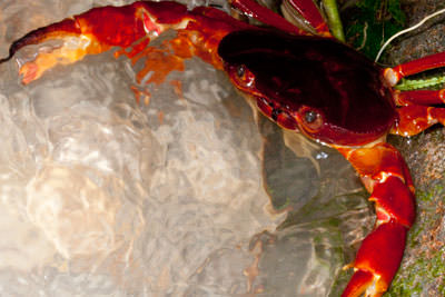 Spiny Lobster