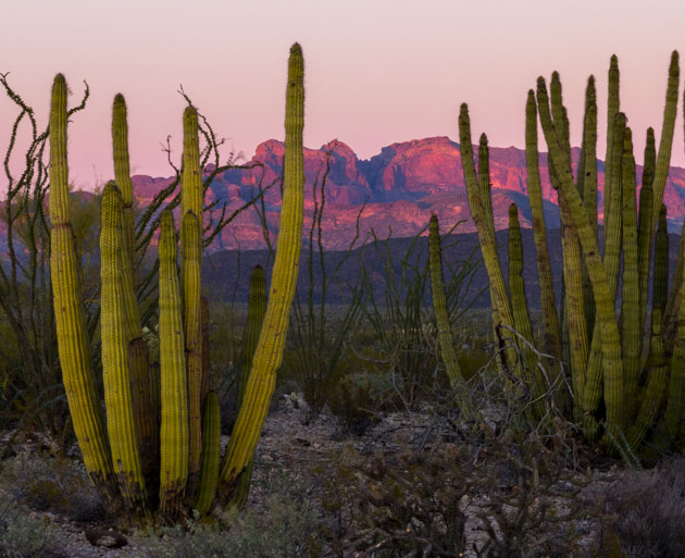 Cacti of the United States