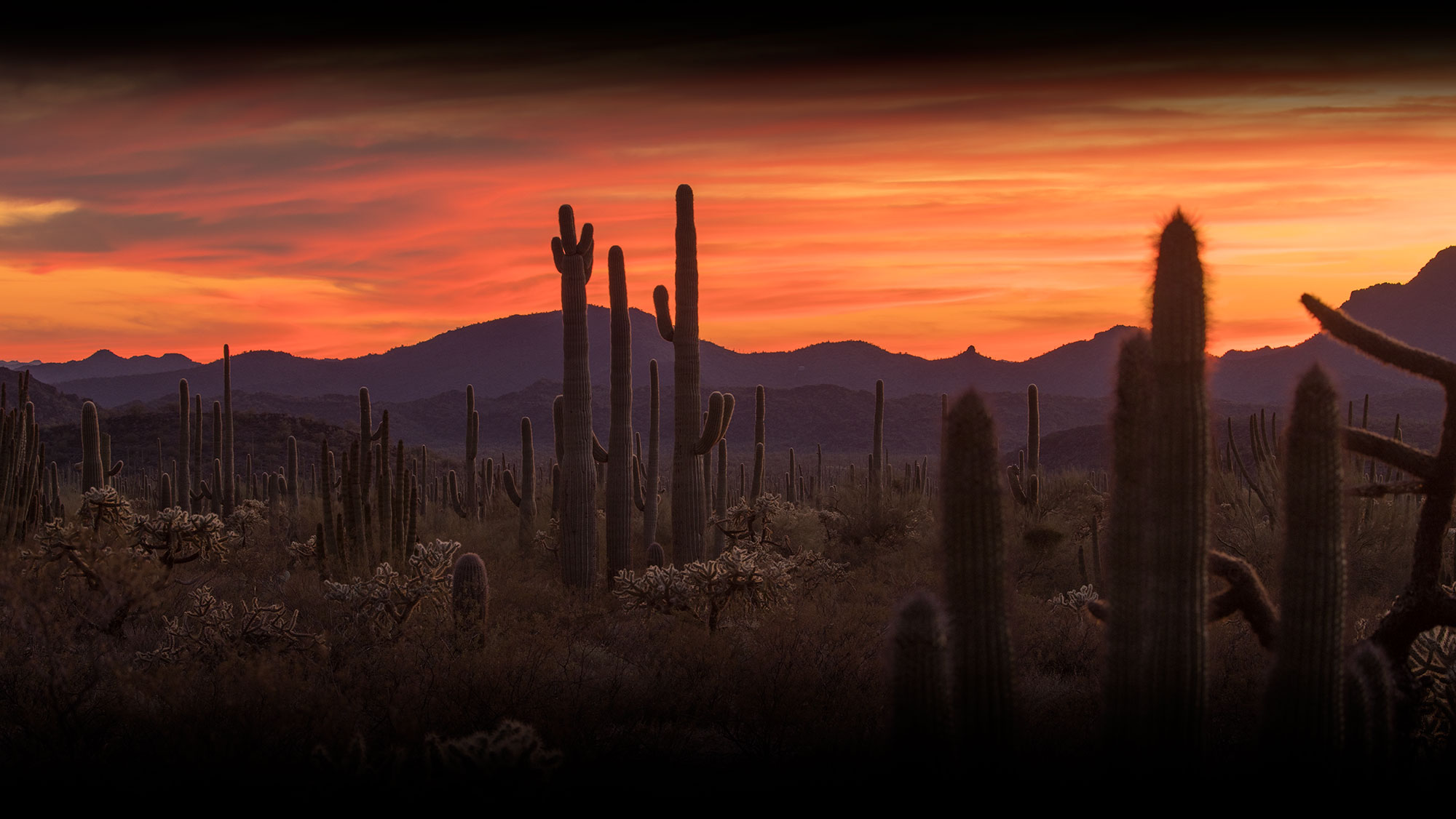 Photograph of many Cacti species in Arizona