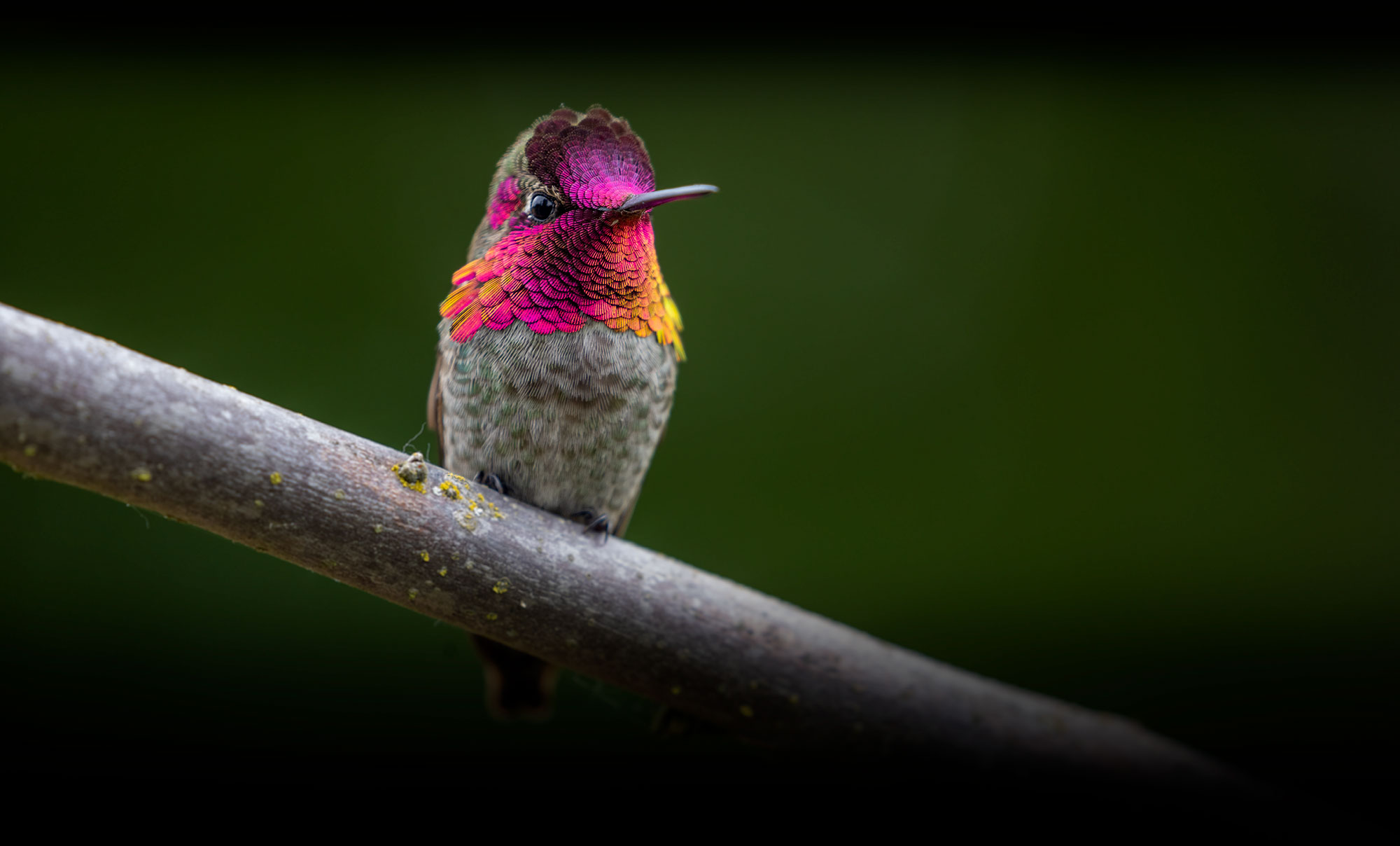 Photograph of an Anna's Hummingbird