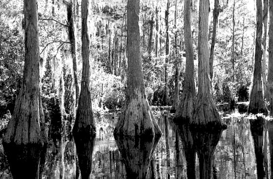 Haunting Cypress trees