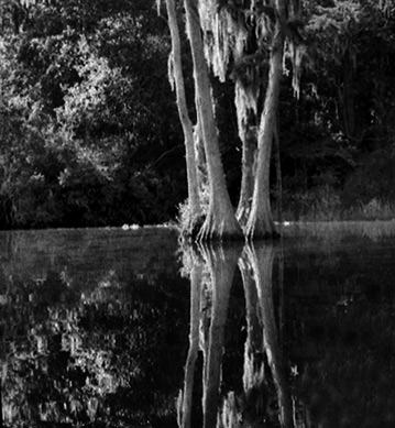 Perfect reflection. Cypress trees. Okefenokee. Suwanee River.
