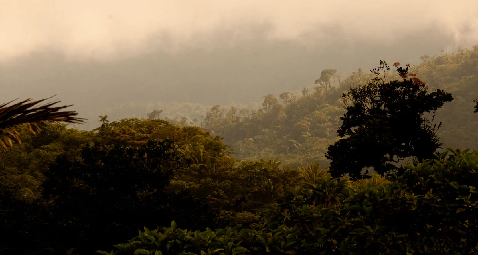 Cloud-forest canopy on misty mountain slopes at golden light, El Valle de Anton, Panama