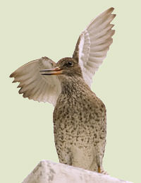 Redshank