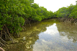 Mangroves on Great Guana Cay