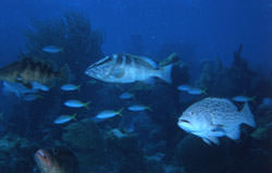 Guana Cay Coral Reef by Erik Gauger