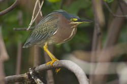 Green Heron