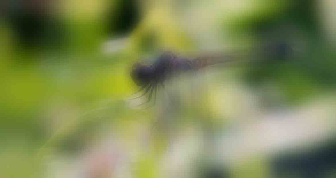 Erythrodiplax berenice dragonfly