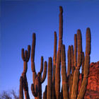 Sierra del Pinacate