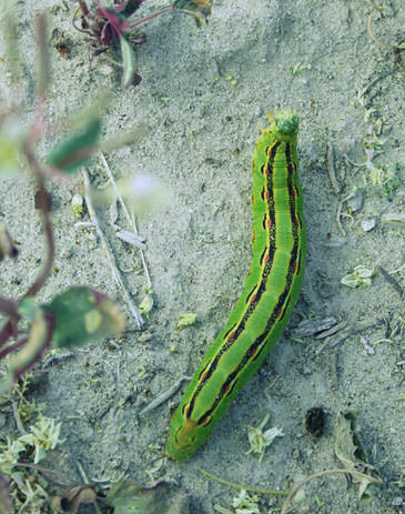 Caterpillar
