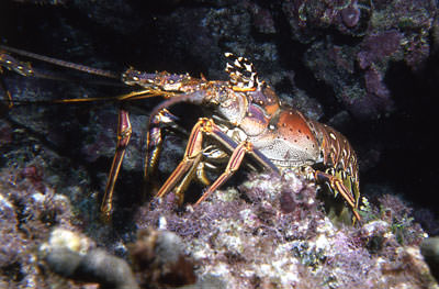 Spiny Lobster