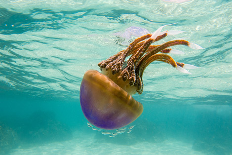 Jellyfish in Tikehau