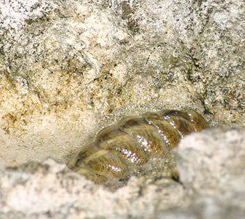 Barnacle