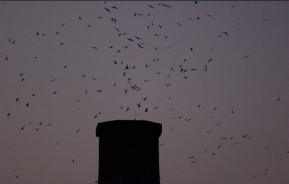 Chapman Swifts