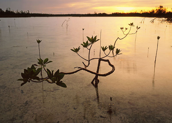 Mangroves in the Bahamas
