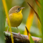 Common Yellowthroat