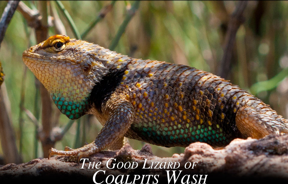 Great Basin Collared Lizard