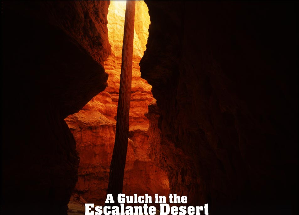 Bryce Canyon Photograph