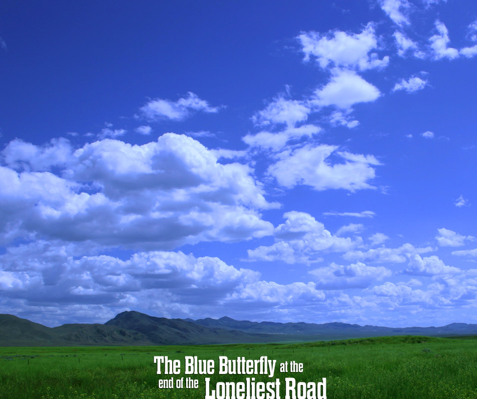 Yellow Butterfly Photo