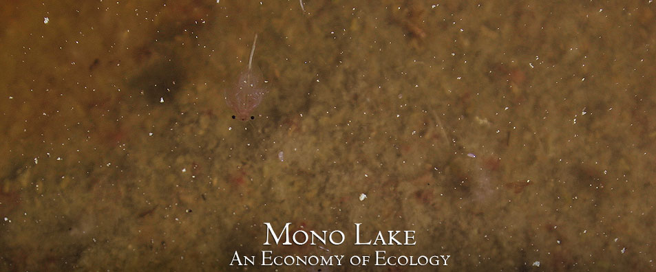 Mono Lake Sea Fairies
