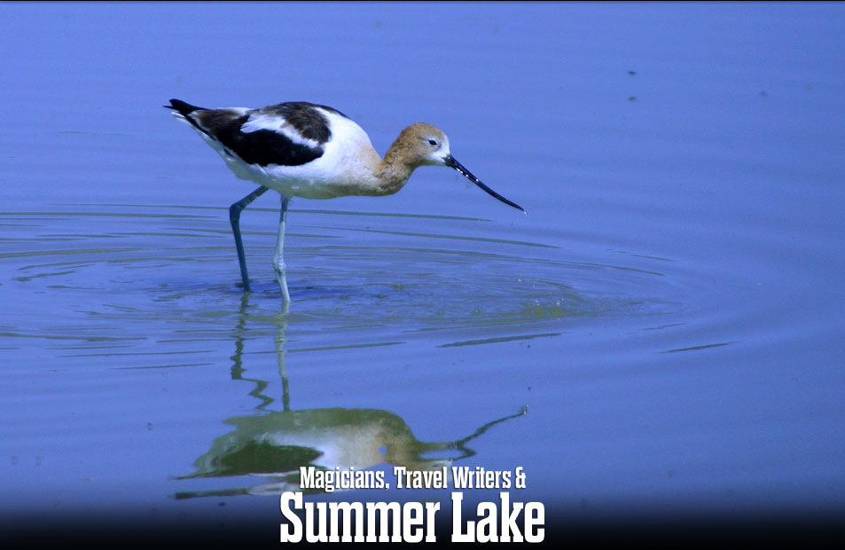 American Avocet