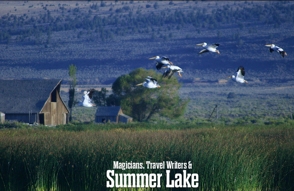 American White Pelicans Photo