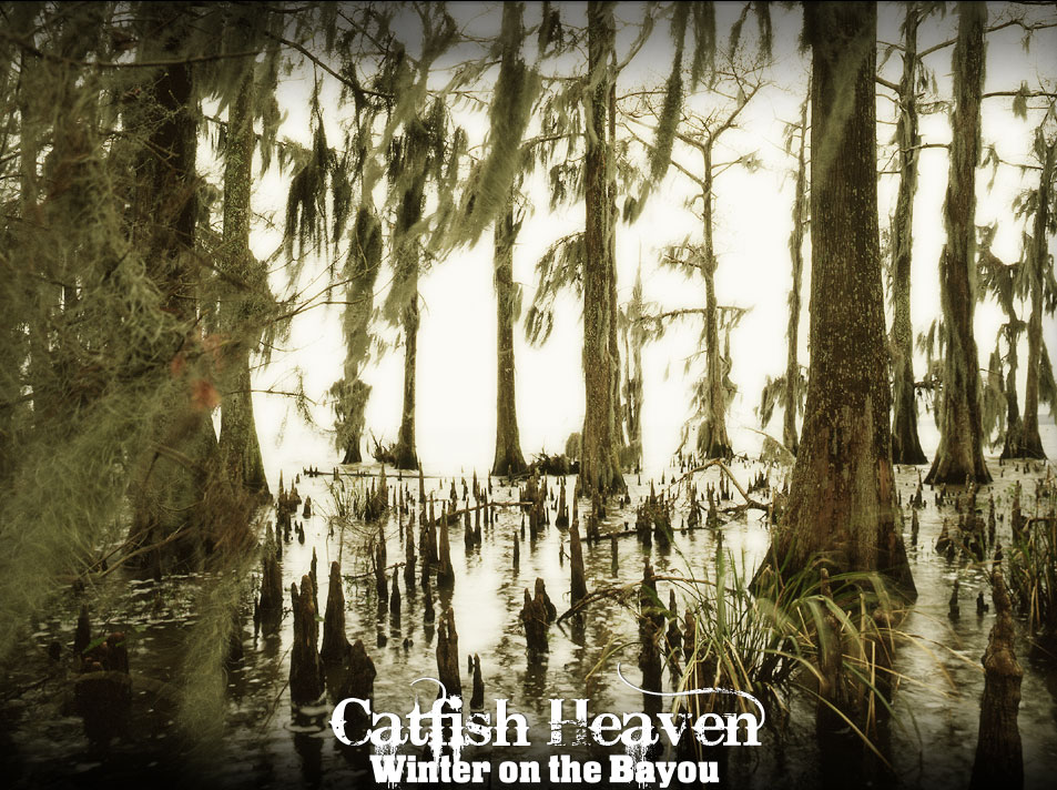 Cypress Knees