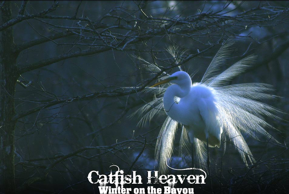 Snowy Egret in Spring