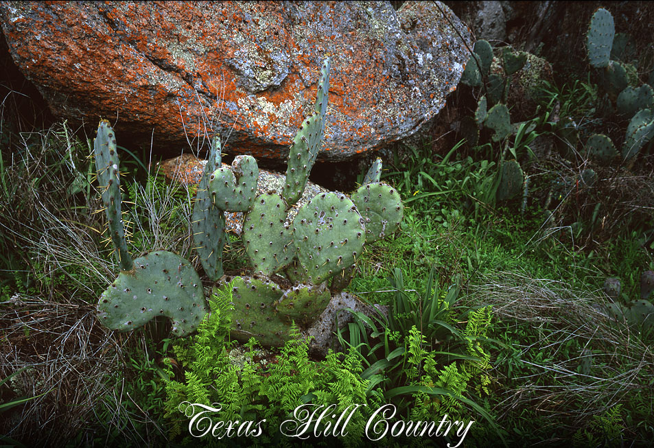 Cactus in Texas