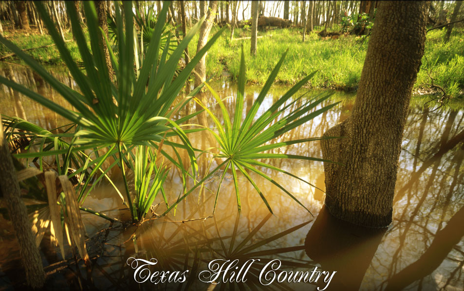 Palmettos in Texas