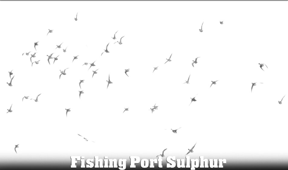 Ducks in the Sky