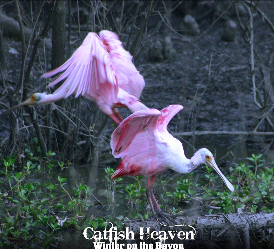 Spoonbill