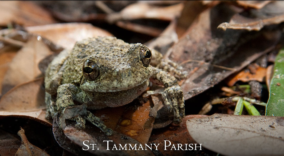 Gray Frog