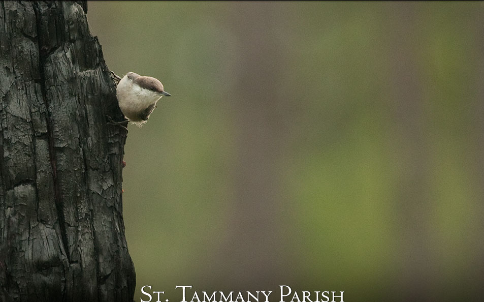 Brown-headed Nuthatch