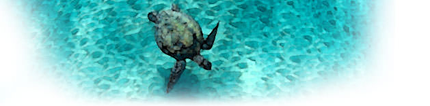 The Great Guana Cay Blog