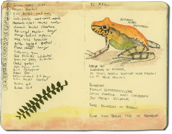 Sketch of Ecuador frog