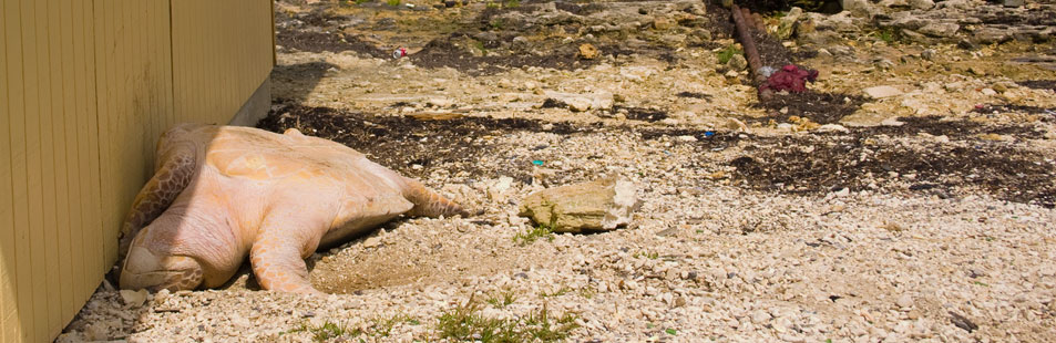Dead Turtle