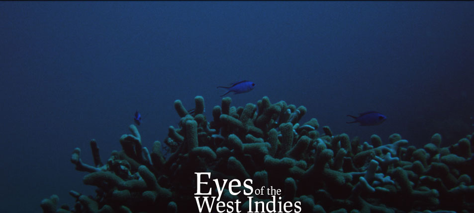 Blue Chromis