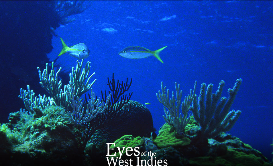Guana Reef