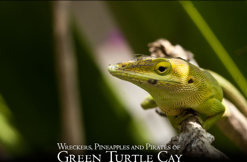 Green Anole